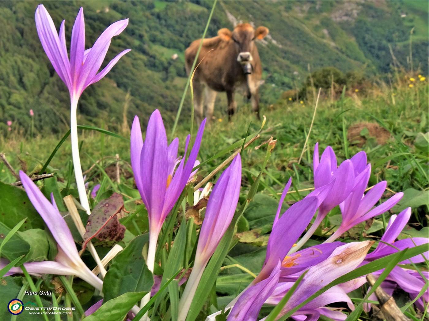 58 Colchicum autumnale ( Colchico d'autunno) con mucca al pascolo trado-pomeridiano.JPG